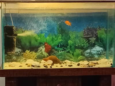 Fish Aquarium