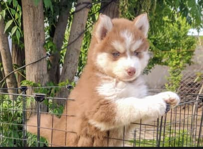 Siberian husky puppies