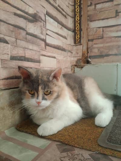 PERSIAN CALICO CAT DOUBLE COATED