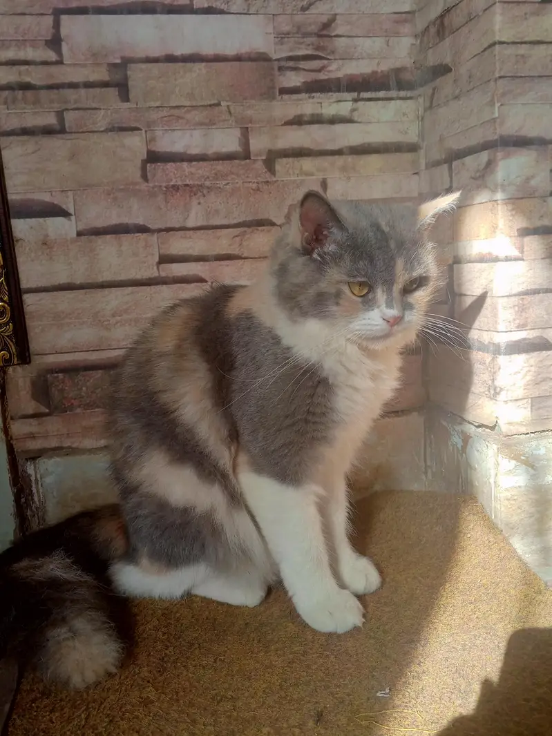 PERSIAN CALICO CAT DOUBLE COATED — photo 2