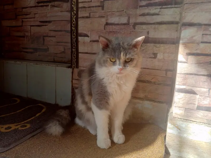 PERSIAN CALICO CAT DOUBLE COATED — photo 3
