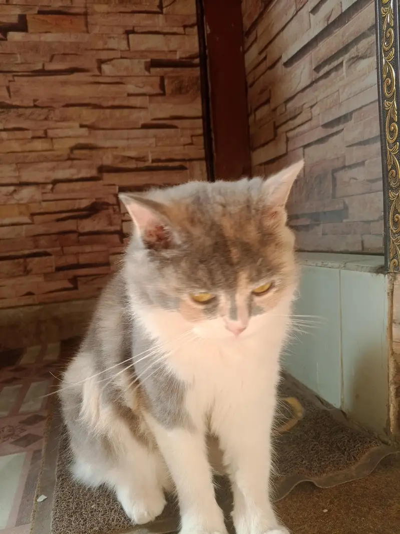 PERSIAN CALICO CAT DOUBLE COATED — photo 4