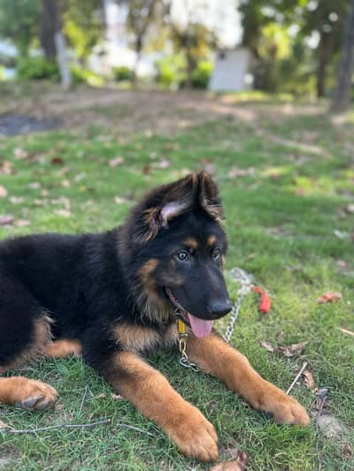 German shepherd