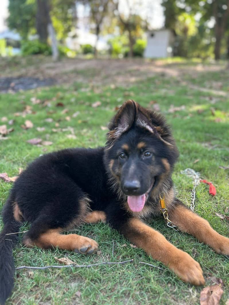 German shepherd 2