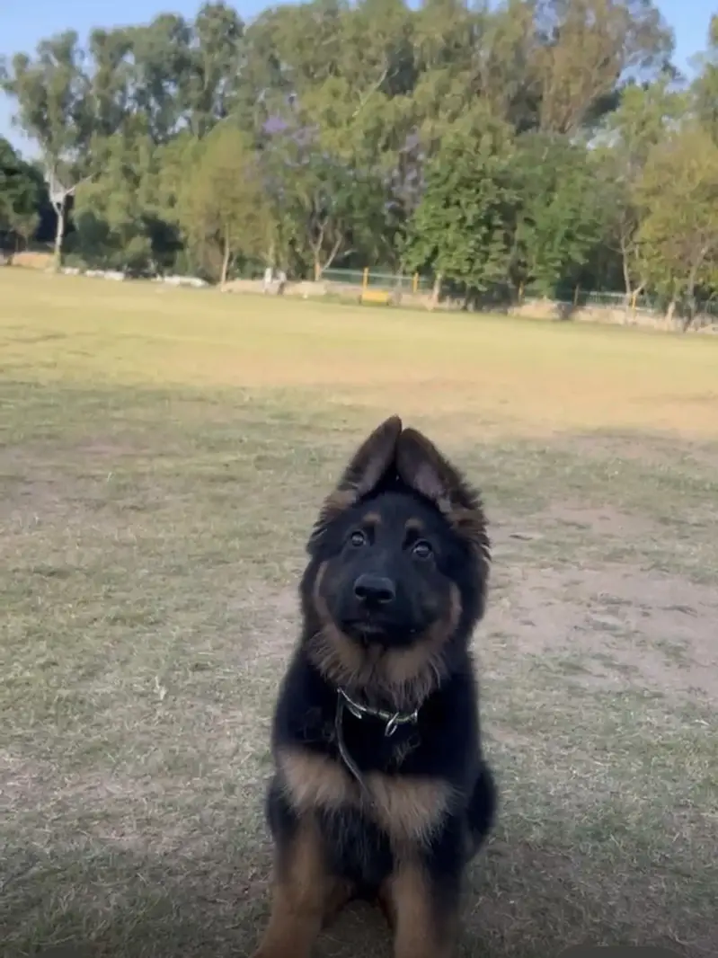 German shepherd — photo 5