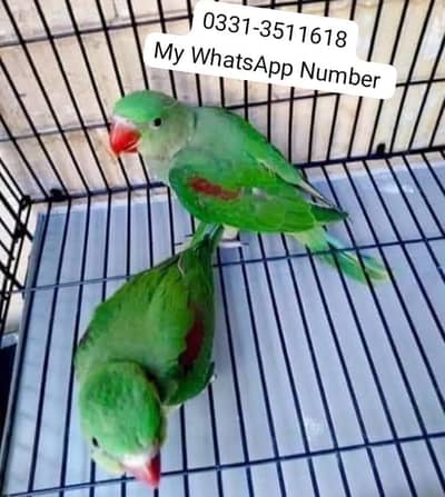 kashmiri raw parrot for sale