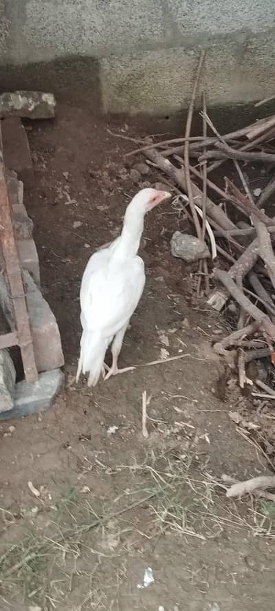 paper white aseel