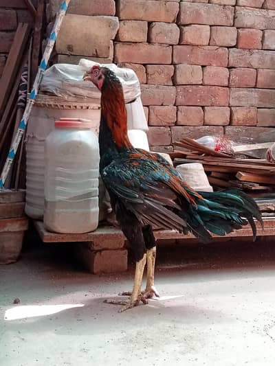 Aseel Lasani | Lakha Lasani | Pathy