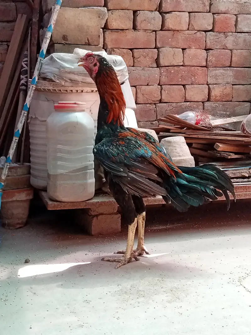 Aseel Lasani | Lakha Lasani | Pathy — photo 2