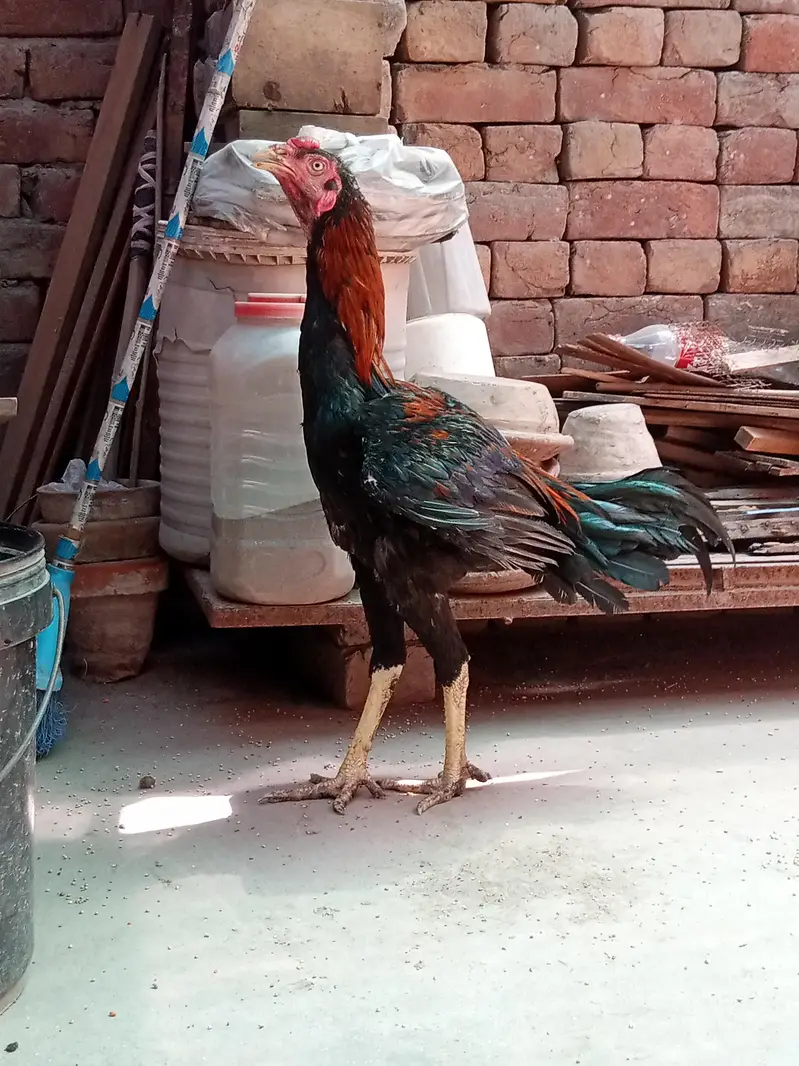 Aseel Lasani | Lakha Lasani | Pathy — photo 3