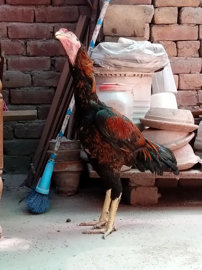 Aseel Lasani | Lakha Lasani | Pathy — photo 4