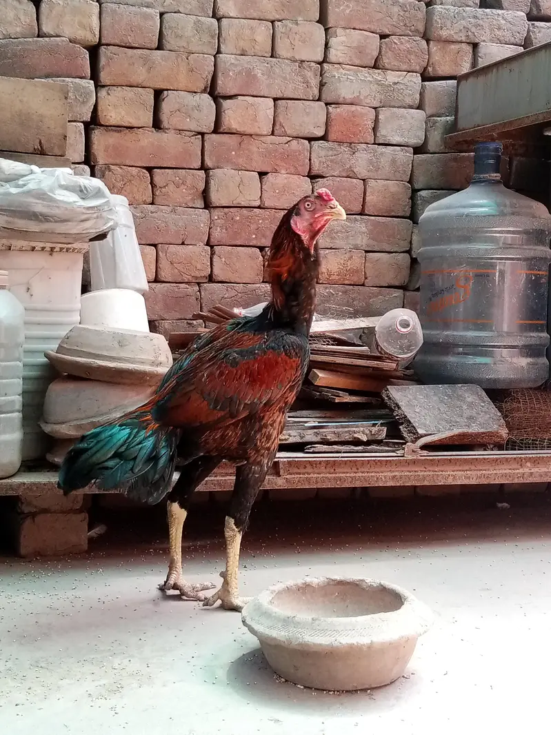 Aseel Lasani | Lakha Lasani | Pathy — photo 5