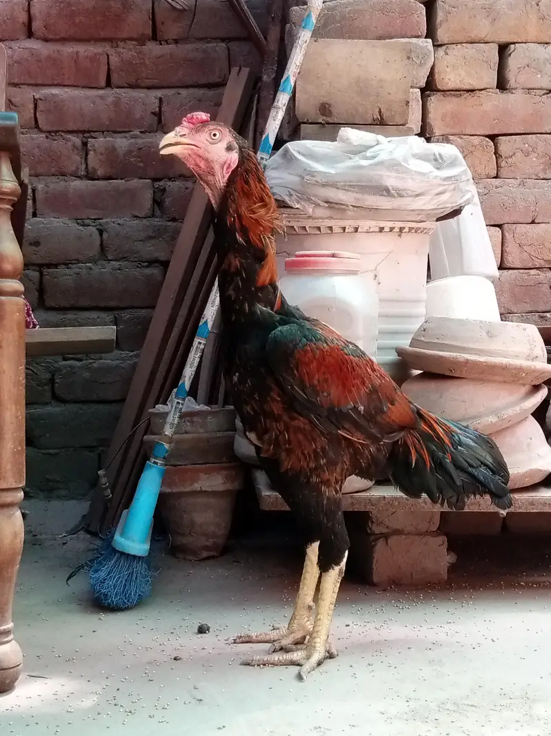 Aseel Lasani | Lakha Lasani | Pathy — photo 6