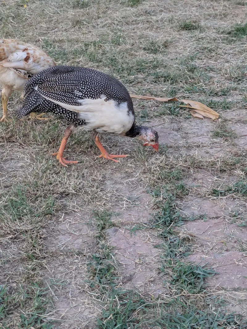 one male and two female ducks and pair of tetri for sale — photo 4