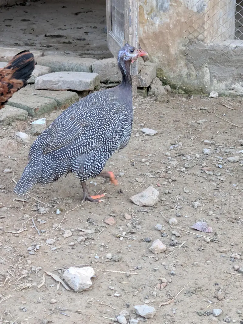 one male and two female ducks and pair of tetri for sale — photo 5