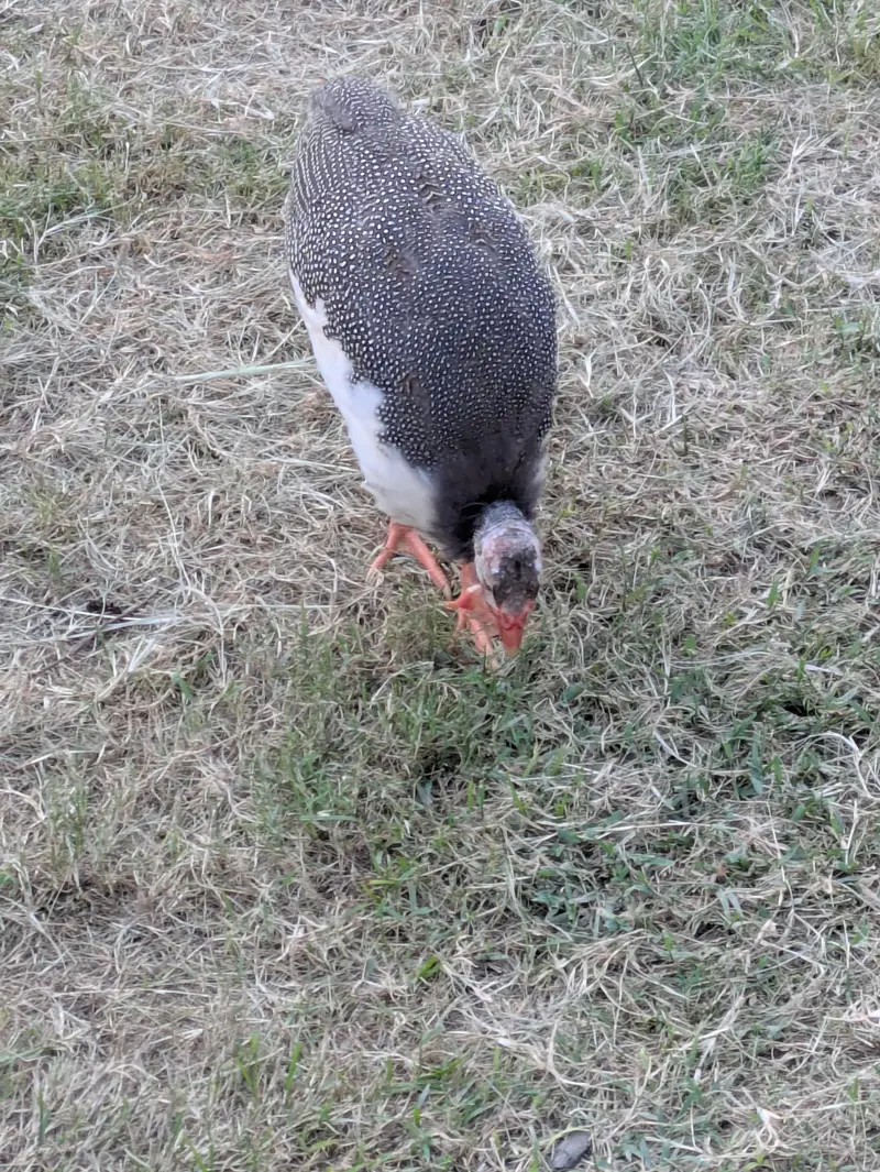 one male and two female ducks and pair of tetri for sale — photo 6