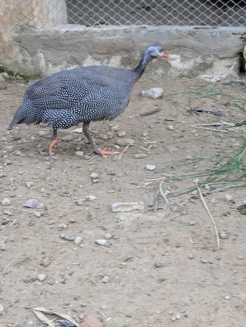 one male and two female ducks and pair of tetri for sale — photo 7