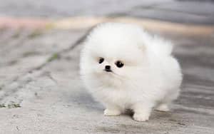 Pomeranian puppies/shihtzu puppies
