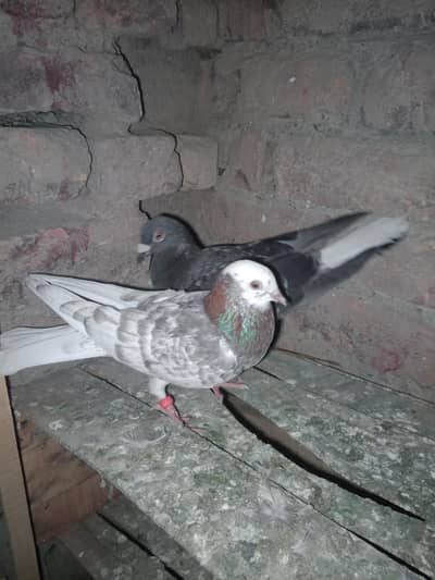 pegion for sale