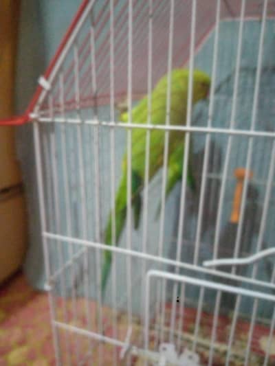 green parrot