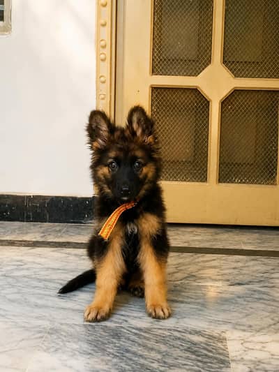 long cote 3 month female
