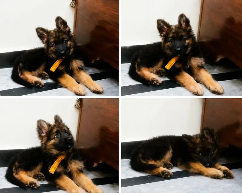long cote 3 month female — photo 2