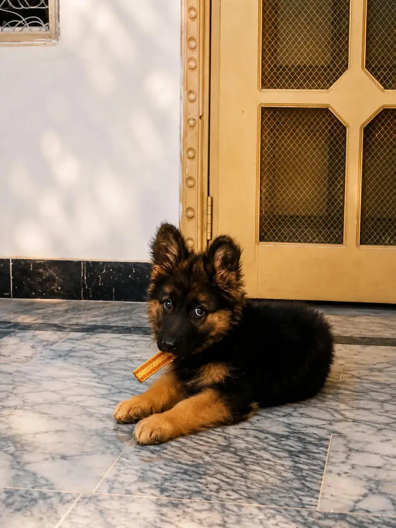 long cote 3 month female — photo 3