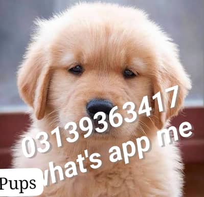 Golden retriever puppies zero/three/three/zero*5406/115