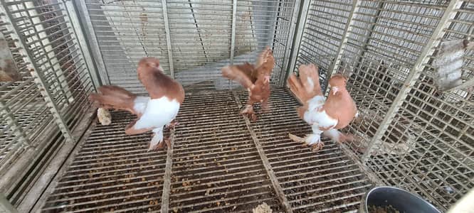 pigeons