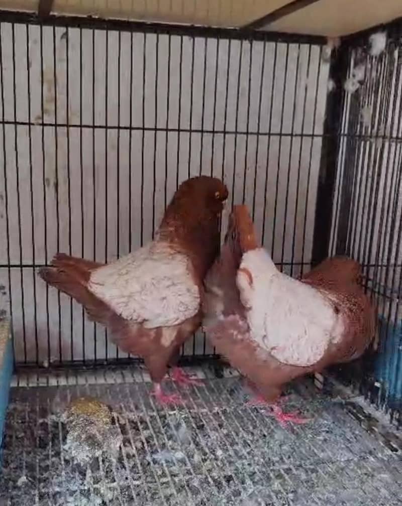pigeons 1