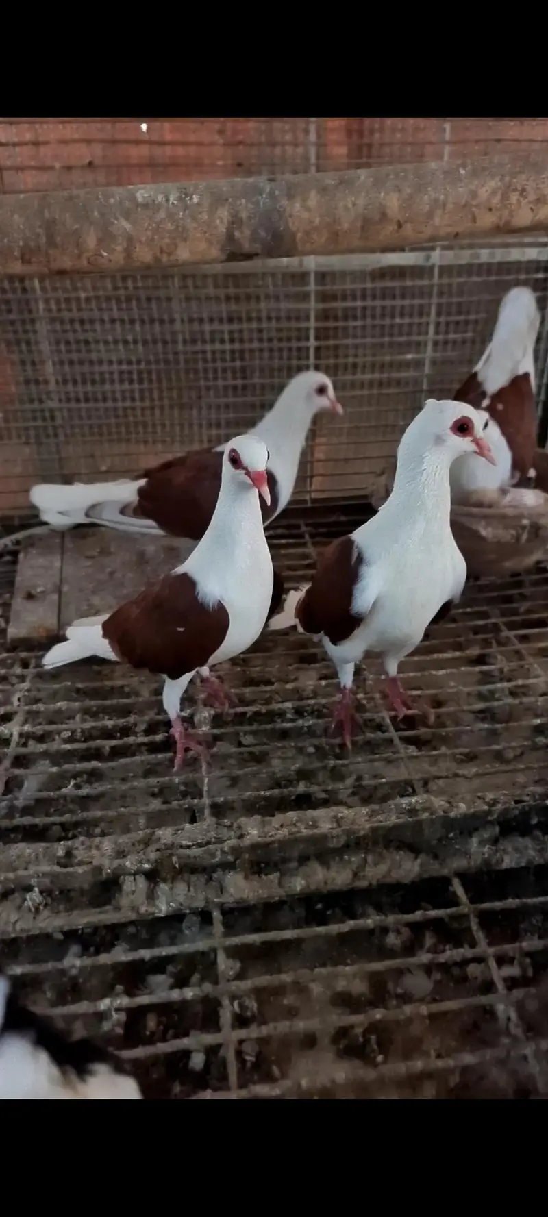 pigeons — photo 3
