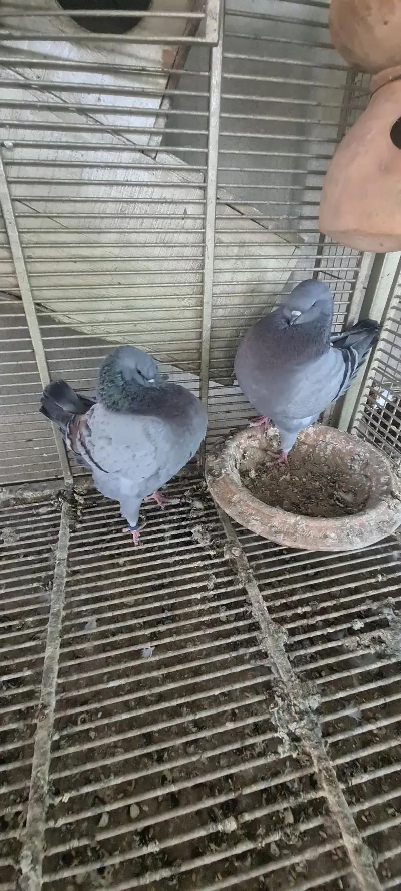 pigeons — photo 4