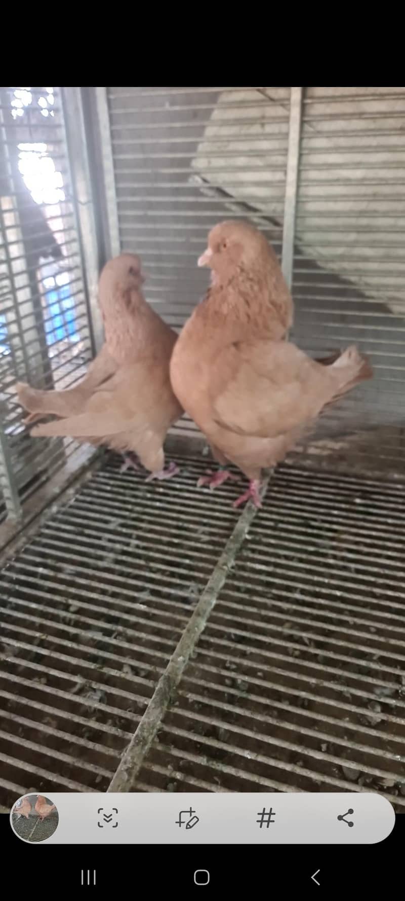 pigeons 4