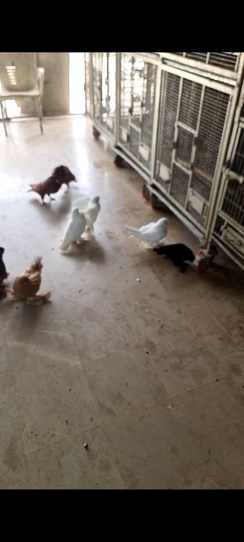 pigeons 5