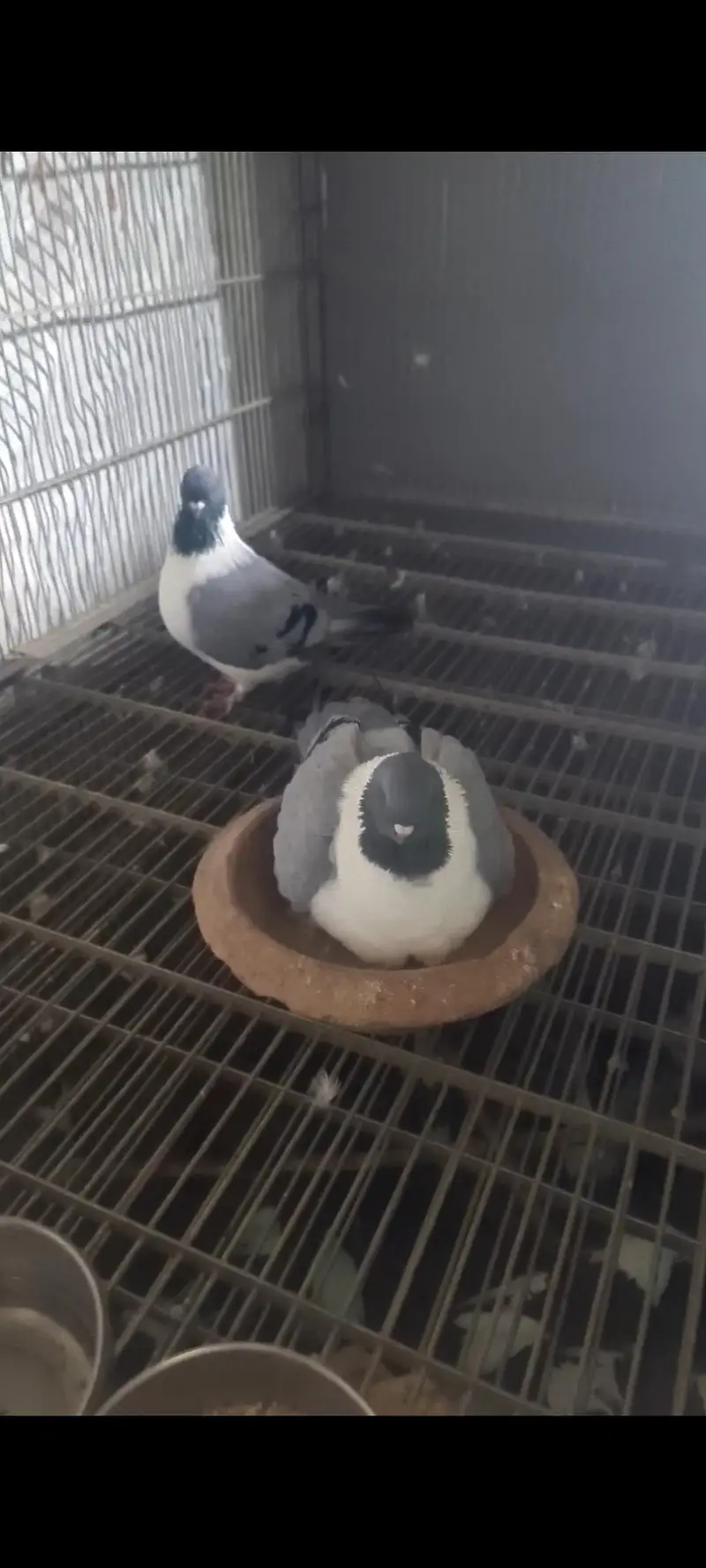 pigeons — photo 7