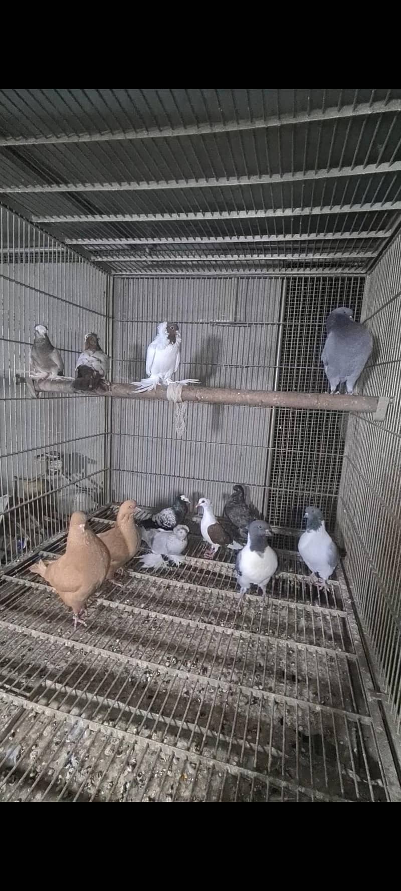 pigeons 7
