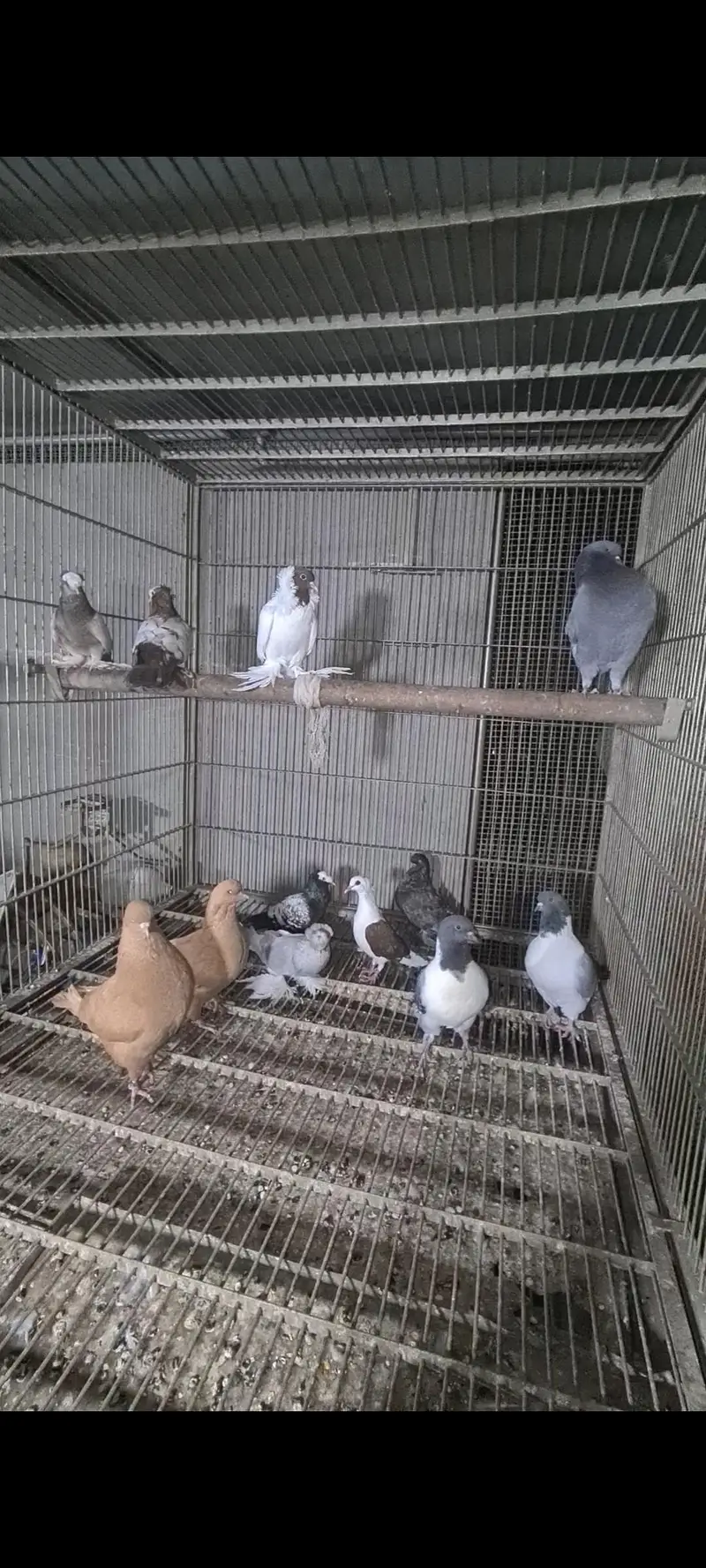pigeons — photo 8