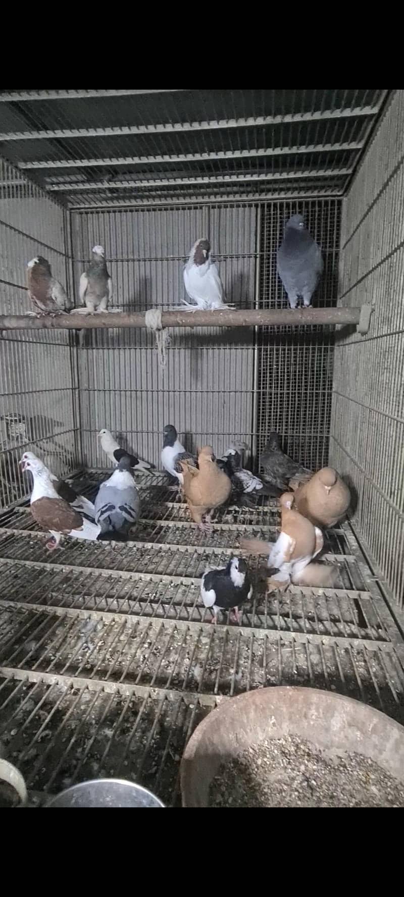 pigeons 8