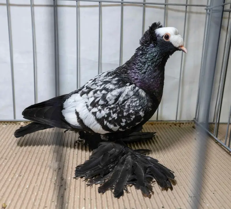 pigeons — photo 10