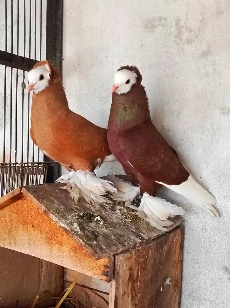 pigeons 10