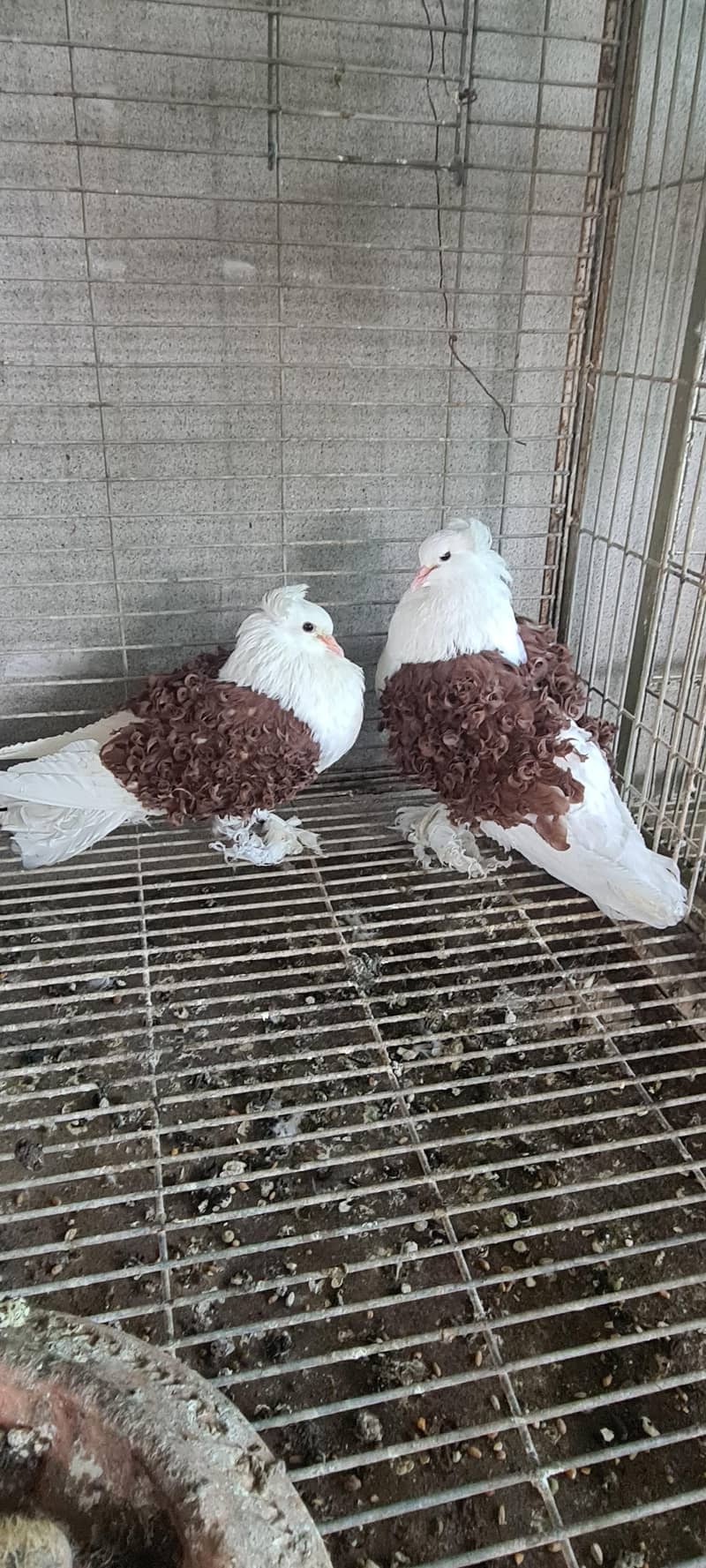 pigeons 11