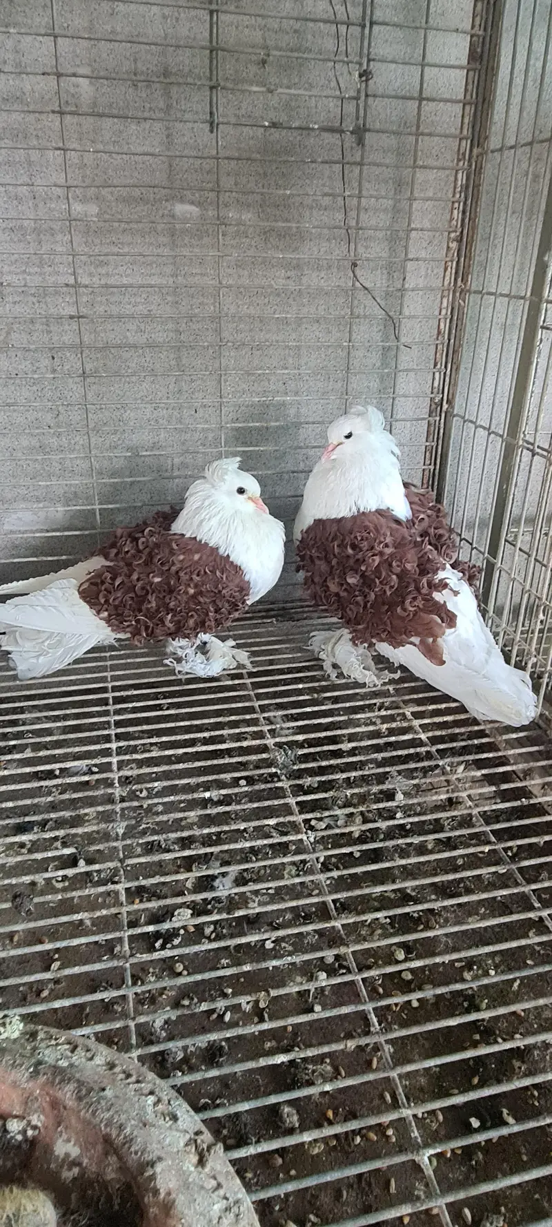 pigeons — photo 12