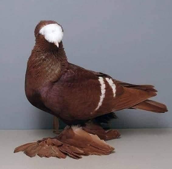 pigeons 12