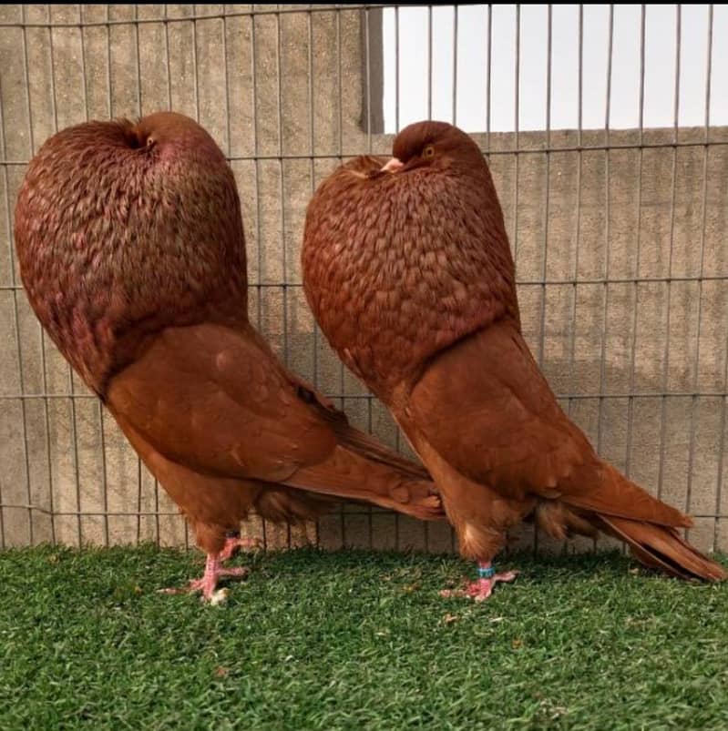pigeons 13