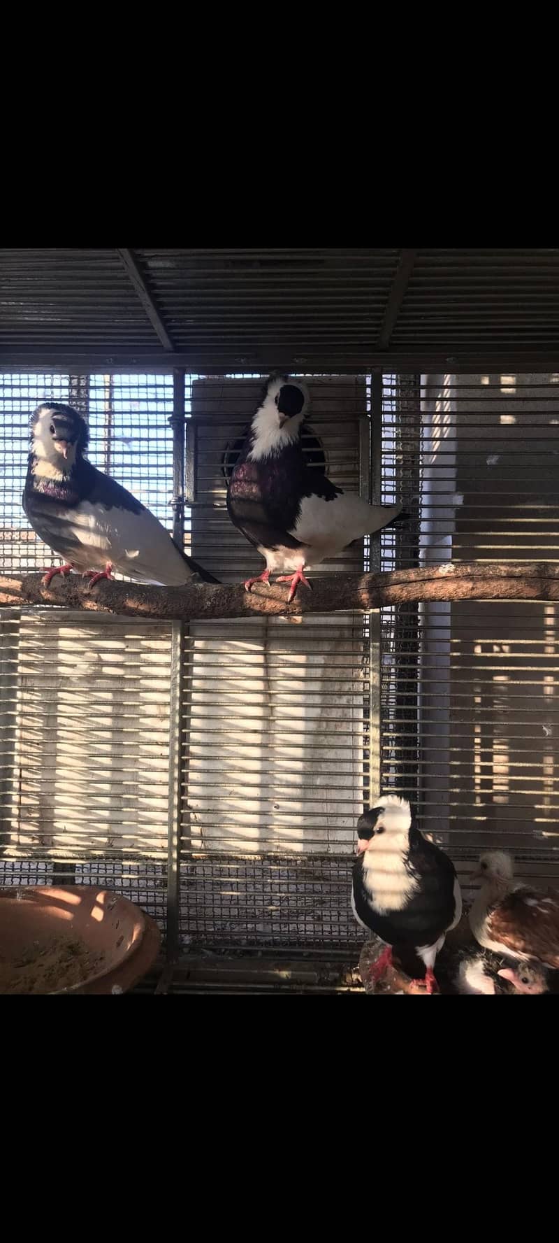 pigeons 14