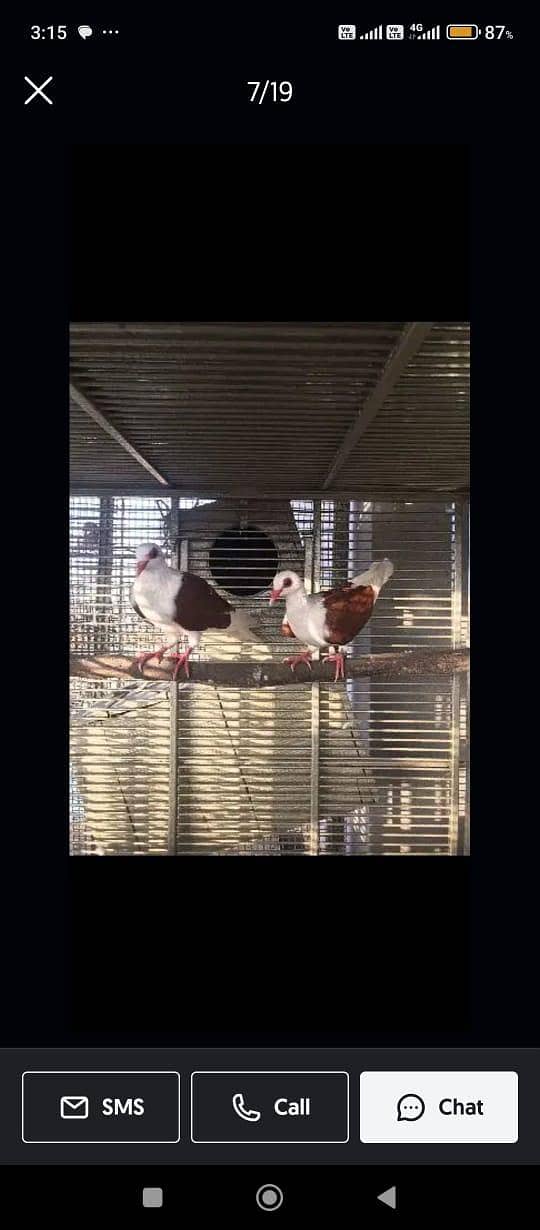 pigeons 15