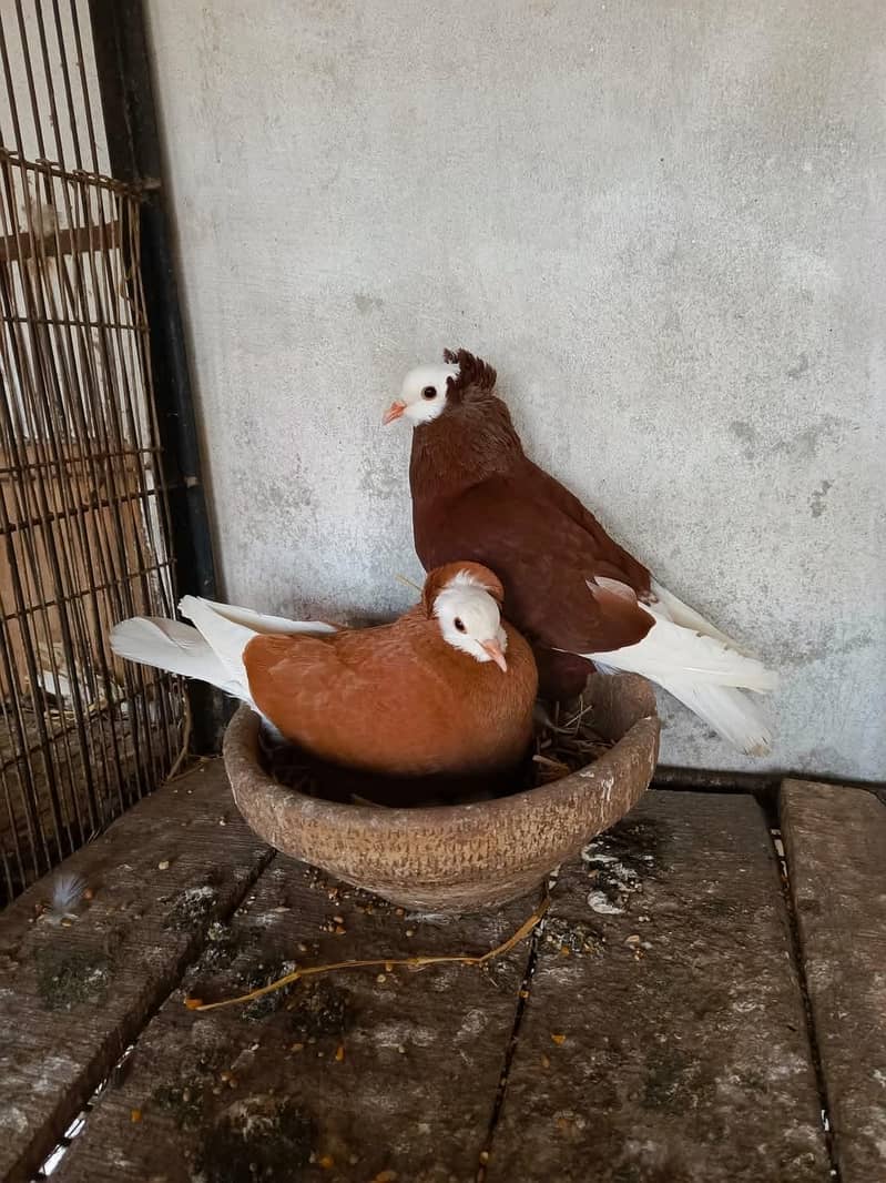 pigeons 16