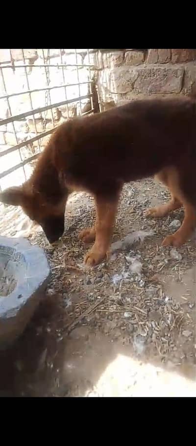 German shepherd puppies