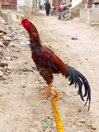 Aseel Murga For Sale.