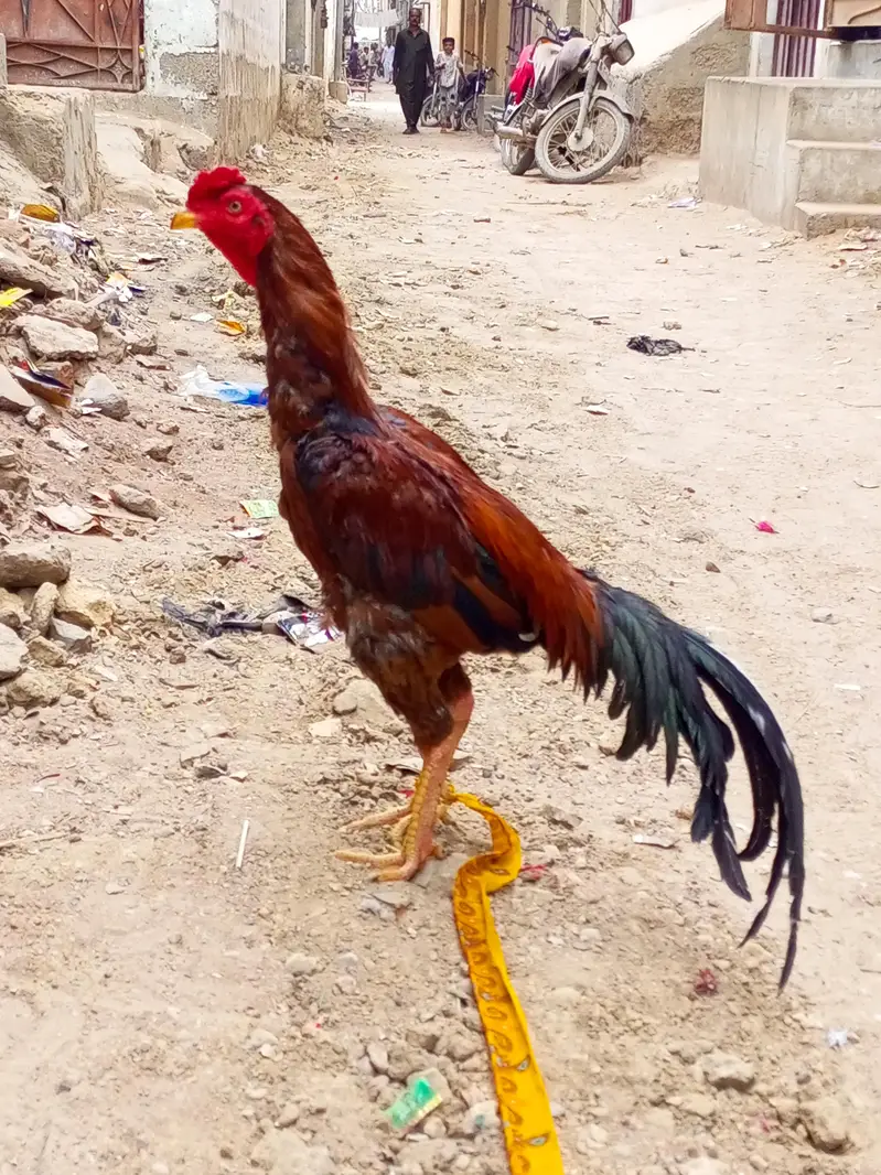 Aseel Murga For Sale. — photo 2